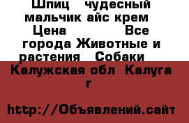 Шпиц - чудесный мальчик айс-крем › Цена ­ 20 000 - Все города Животные и растения » Собаки   . Калужская обл.,Калуга г.